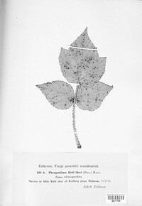 Phragmidium bulbosum image